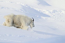 Mountain Goat (Oreamnos americanus) billy in winter, Glacier National Park, Montana