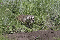 American Badger (Taxidea taxus) female with Uinta Ground Squirrel (Spermophilus armatus), Yellowstone National Park, Wyoming