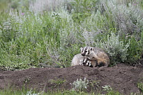 American Badger (Taxidea taxus) mother and kid at den, Yellowstone National Park, Wyoming