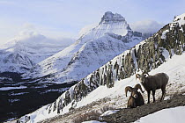 Bighorn Sheep (Ovis canadensis) rams in winter, Glacier National Park, Montana