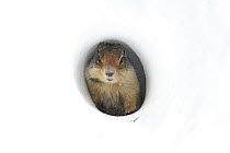 Columbian Ground Squirrel (Spermophilus columbianus) at entrance of snow tunnel, Glacier National Park, Montana