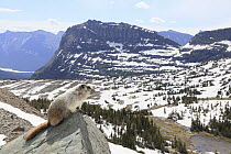 Hoary Marmot (Marmota caligata) in spring, Glacier National Park, Montana