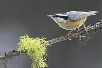 Red-breasted Nuthatch (Sitta canadensis), Montana