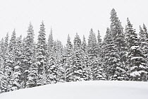 Coniferous trees in boreal forest, winter, Glacier National Park, Montana