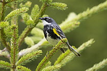 Yellow-rumped Warbler (Setophaga coronata) male, Maine