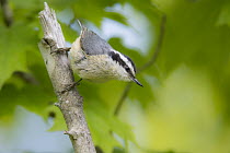 Red-breasted Nuthatch (Sitta canadensis), Maine