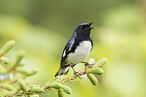Black-throated Blue Warbler (Setophaga caerulescens) male calling, Maine