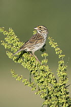 Savannah Sparrow (Passerculus sandwichensis), Maine
