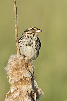 Savannah Sparrow (Passerculus sandwichensis), Maine