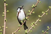 Chestnut-sided Warbler (Setophaga pensylvanica) male calling, Maine