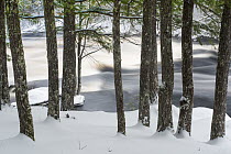 River and trees in winter, Mersey River, Kejimkujik National Park, Nova Scotia, Canada
