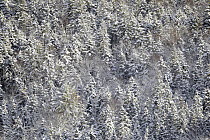 Coniferous forest in winter, Cape Breton Highlands National Park, Nova Scotia Canada