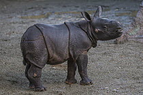 Indian Rhinoceros (Rhinoceros unicornis) male calf, San Diego Zoo Safari Park, California