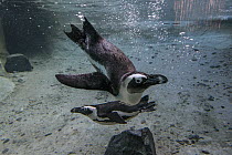 Black-footed Penguin (Spheniscus demersus) pair underwater, San Diego Zoo, California