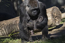 Western Lowland Gorilla (Gorilla gorilla gorilla) mother carrying baby, native to Africa