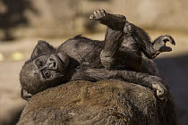 Western Lowland Gorilla (Gorilla gorilla gorilla) mother carrying young, native to Afirca