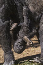 Western Lowland Gorilla (Gorilla gorilla gorilla) baby hanging upside down from mother, native to Africa