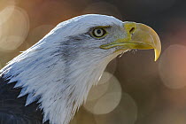 Bald Eagle (Haliaeetus leucocephalus), native to North America
