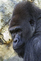 Western Lowland Gorilla (Gorilla gorilla gorilla) male, native to Africa
