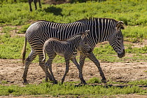 Grevy's Zebra (Equus grevyi) foal with mother, San Diego Zoo Safari Park, California