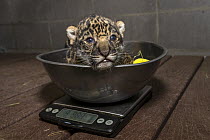 Jaguar (Panthera onca) cub being weighed, San Diego Zoo, California