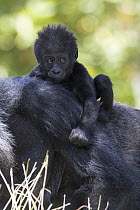Western Lowland Gorilla (Gorilla gorilla gorilla) mother carrying young, native to Afirca