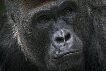 Western Lowland Gorilla (Gorilla gorilla gorilla) male, native to Africa