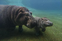 East African River Hippopotamus (Hippopotamus amphibius kiboko) 5 month old calf with mother underwater, San Diego Zoo, California