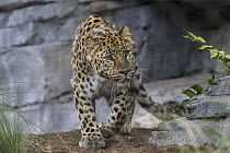 Amur Leopard (Panthera pardus orientalis), San Diego Zoo, California
