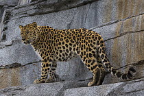 Amur Leopard (Panthera pardus orientalis), San Diego Zoo, California