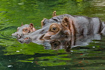 East African River Hippopotamus (Hippopotamus amphibius kiboko) calf with mother, San Diego Zoo, California