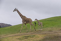 Rothschild Giraffe (Giraffa camelopardalis rothschildi) calf with mother, San Diego Zoo Safari Park, California
