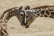 Rothschild Giraffe (Giraffa camelopardalis rothschildi) calves nuzzling, San Diego Zoo Safari Park, California