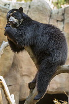 Spectacled Bear (Tremarctos ornatus) in tree, San Diego Zoo, California