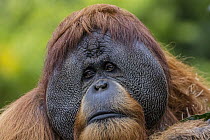 Sumatran Orangutan (Pongo abelii) male, San Diego Zoo, California