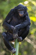 Bonobo (Pan paniscus) female, San Diego Zoo, California