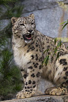 Snow Leopard (Panthera uncia), San Diego Zoo, California