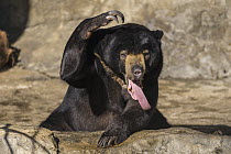 Sun Bear (Helarctos malayanus) yawning, San Diego Zoo, California