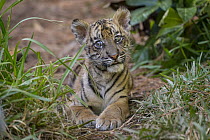 Sumatran Tiger (Panthera tigris sumatrae) cub, San Diego Zoo Safari Park, California
