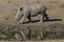 White Rhinoceros (Ceratotherium simum) calf, San Diego Zoo Safari Park, California