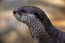 African Small-clawed Otter (Aonyx capensis), native to Africa