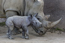 White Rhinoceros (Ceratotherium simum) calf with mother, San Diego Zoo Safari Park, California