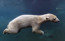 Polar Bear (Ursus maritimus) underwater, San Diego Zoo, California