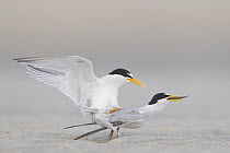 Least Tern (Sterna antillarum) pair mating, North America