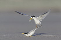 Least Tern (Sterna antillarum) male offering fish to female during courtship, Massachusetts