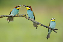 European Bee-eater (Merops apiaster) pair offering food during courtship, Cadiz, Spain