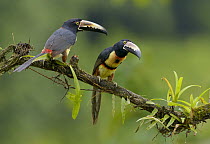 Collared Aracari (Pteroglossus torquatus) pair, Costa Rica