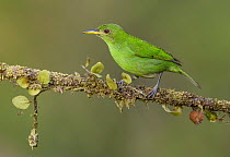 Green Honeycreeper (Chlorophanes spiza) female, Costa Rica