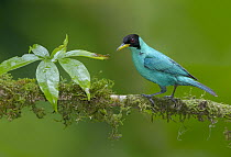 Green Honeycreeper (Chlorophanes spiza) male, Costa Rica