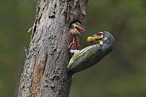 Coppersmith Barbet (Megalaima haemacephala) parent feeding chick in nest cavity, Malaysia